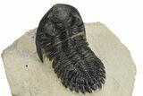 Detailed Hollardops Trilobite - Foum Zguid, Morocco #235673-5